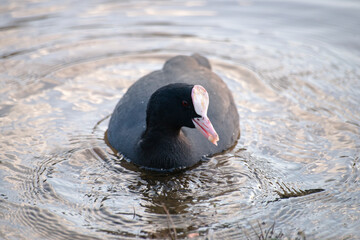 black headed Eurasian coot 