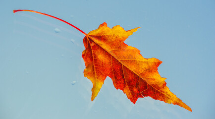 Maple Ideal for adding color to your fall landscape. Known for its stunning red foliage in the...