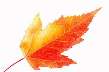 Autumn Leaf Maple Acer ginnala, Beautiful autumn foliage with vibrant red leaves. Homeland: parts...