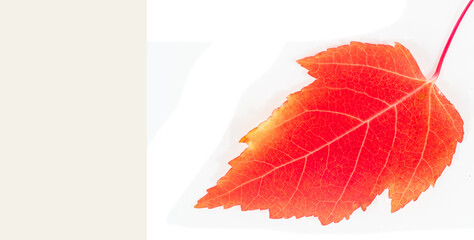 Autumn leaf of Maple Acer ginnala, Beautiful red and orange colors in autumn. Commonly found in North America and Asia. Symbolizes strength, endurance and change.