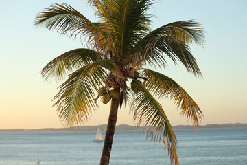 Fototapeta na wymiar coconut tree on the beach