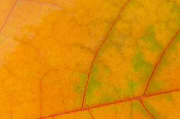 Beautiful autumn maple leaf close up Stunning texture and color for the background Macro photography showing the intricate details of the leaf