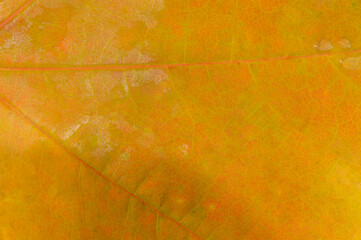 Beautiful autumn maple leaf texture in macro detail Ideal backdrop for fall themed designs or projects Detailed close-up of natural textures for added depth and interest
