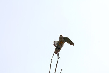 Kestrel sitting on a twig is about to set off