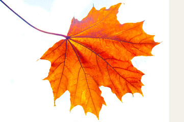 Stunning close-up shots of vibrant autumn maple leaves. Brings out the intricate details and...