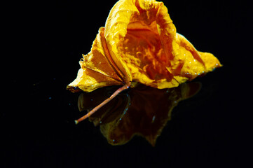 The bright yellow color of dried hibiscus leaves stands out against the black background. Adds a...