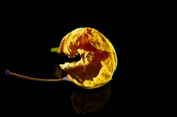 A bright yellow hibiscus leaf stands out against a black background. Contrast creates a visually...