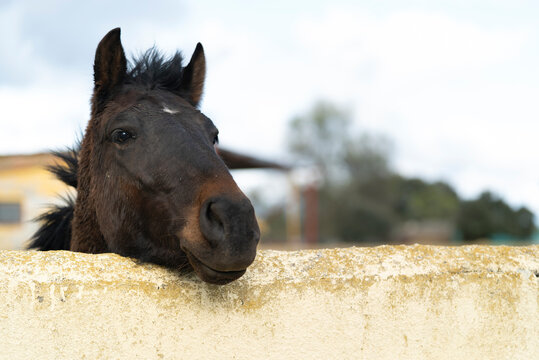 caballo cotilla
