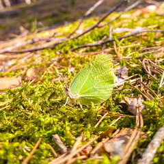 Butterfly Common Brimstone, Gonepteryx rhamni, Sitting on moss in the spring sun