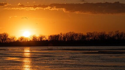 Sandhill cranes (Grus canadensis) along the Platte River at sunset; Crane Trust; Nebraska  - 772468880
