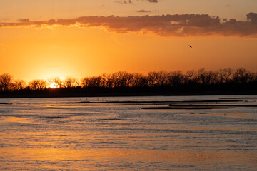 Sandhill cranes (Grus canadensis) along the Platte River at sunset; Crane Trust; Nebraska  - 772469040