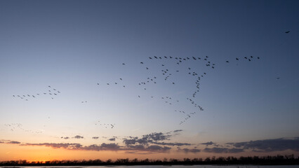 Sandhill cranes along the Platte River at sunset; Crane Trust; Nebraska - 772469232