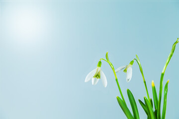 Spring snowdrop flowers on a light blue background.