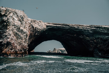 marine fauna and flora on the rocky coasts of Peru such as pelicans, penguins, sea lions, seals