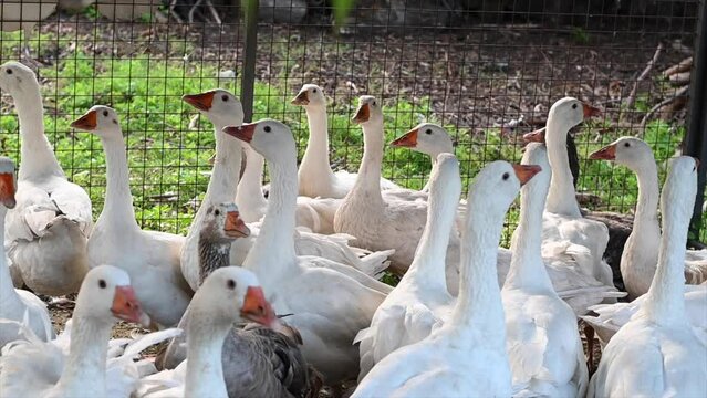 white and black duck with its baby on the farm spinning in its pen as if it were a quartet dance in Cordoba