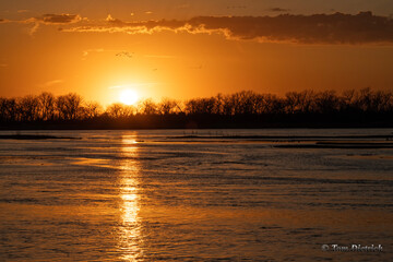 Sandhill cranes (Grus canadensis) along the Platte River at sunset; Crane Trust; Nebraska  - 772469831