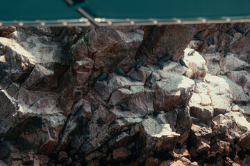 marine fauna and flora on the rocky coasts of Peru such as pelicans, penguins, sea lions, seals