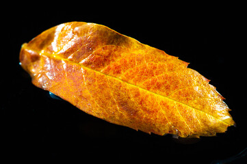 Rowan Leaf The contrast of bright red leaves against a dark background creates a striking visual effect. Conveys the beauty and colors of autumn. Simple but elegant composition