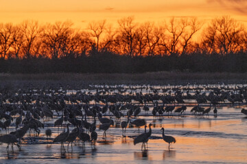 Sandhill cranes (Grus canadensis) along the Platte River at sunset; Crane Trust; Nebraska  - 772470275