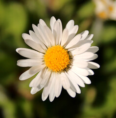 Fototapeta premium Single Daisy, Close Up