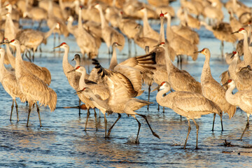 Sandhill cranes (Grus canadensis) roosting in Platte River;  Nebraska - 772471275