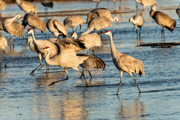 Sandhill cranes (Grus canadensis) roosting in Platte River;  Nebraska - 772471606