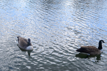 Canada Geese floating on the water