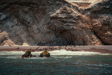 sea ​​lions resting and playing on the shore of a pebble beach