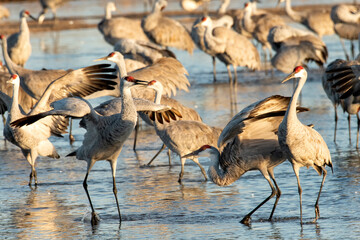 Sandhill cranes (Grus canadensis) roosting in Platte River;  Nebraska - 772472210