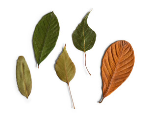 Assorted plant leaves in green and autumn orange tones, isolated on empty background for creativity and design work