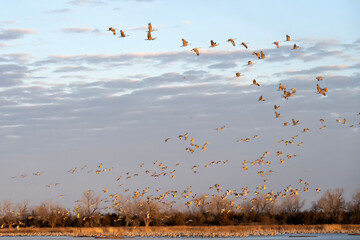 Sandhill cranes (Grus canadensis) at sunrise; Crane Trust; Nebraska - 772472485