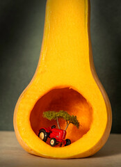 A red tractor underneath a tree inside a butternut pumpkin.  An agriculture or food production concept or idea.
