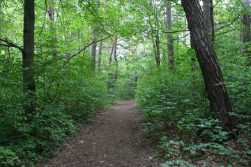 Obraz premium Landscapes from the greener and more natural surroundings of the city of Kielce. b