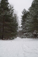 Winter landscapes of Baranowski Park in Kielce. 