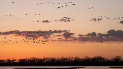 Sandhill cranes (Grus canadensis) along the Platte River at sunset; Crane Trust; Nebraska  - 772473890