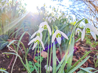 Spring Snowdrop Flowers, Spring Forest on against a sunny background