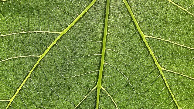 macro closeup of a green leaf, texture footage. organic plant and leaf's vein with slow upward motion. Cell Structure View of Leaf Surface Showing Plant Cells For Education.