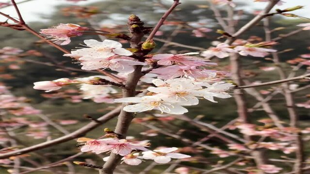 Almond tree branches blooming in spring.

