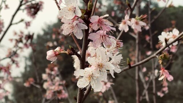 Almond tree branches blooming in spring.
