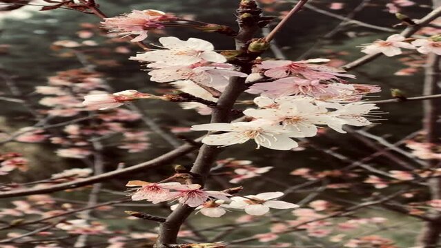 Beautiful almond branch with flowers.