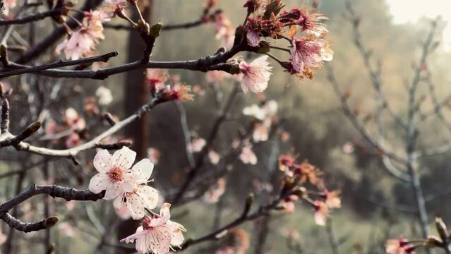 Almond tree branches blooming in spring.
