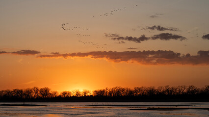 Sandhill cranes (Grus canadensis) along the Platte River at sunset; Crane Trust; Nebraska  - 772475478
