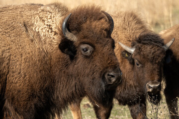 Bison bull and cow (Bison bison); Crane Trust; Nebraska  - 772475898