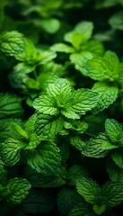  Fresh green mint plants growing  Spice, Mint - Flora Family, Peppermint, Leaves, Herbal Medicine Generate AI