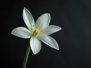 Elegant Star of Bethlehem Flower on Black Background