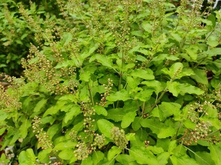 basil plant background