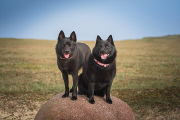 Two black dogs
