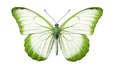 A vibrant green and white butterfly gracefully flutters against a pristine white background