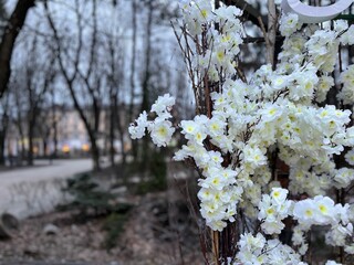 decoration of blossoming white flowers of branches of cherry blossoms in the park on the path in...