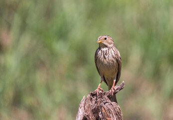 Sparrow Perched on Weathered Branch